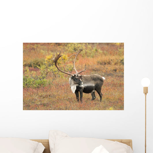 Adult Bull Caribou Stands Wall Decal