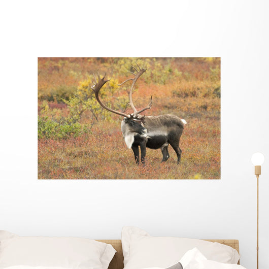 Adult Bull Caribou Stands Wall Decal