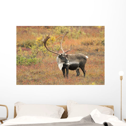 Adult Bull Caribou Stands Wall Decal