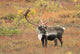 Adult Bull Caribou Stands Wall Decal