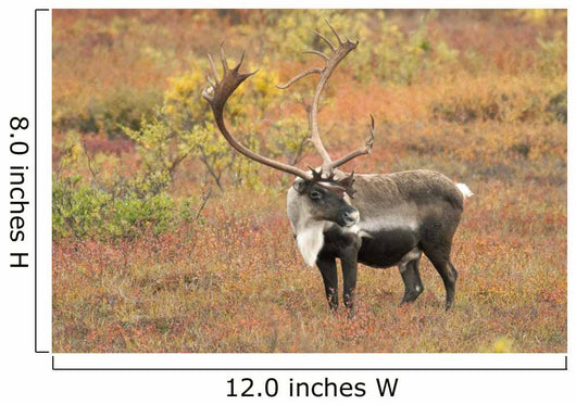 Adult Bull Caribou Stands Wall Decal