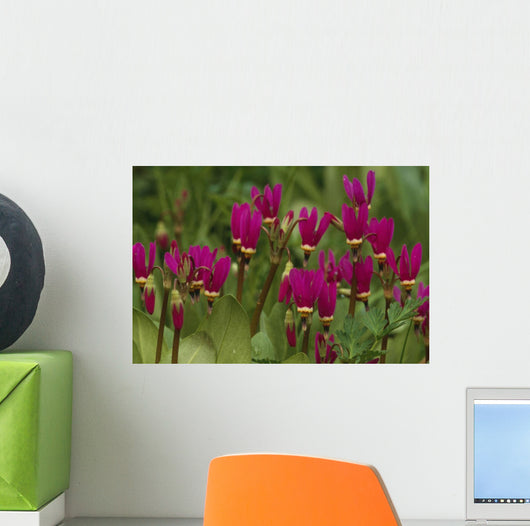 Shooting Star Wildflowers Wall Decal