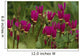 Shooting Star Wildflowers Wall Decal
