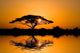 Acacia Tree Sunrise Wall Decal