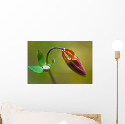 Developing Corolla Columbine Common Wall Decal