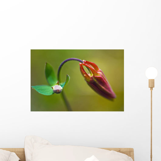 Developing Corolla Columbine Common Wall Decal