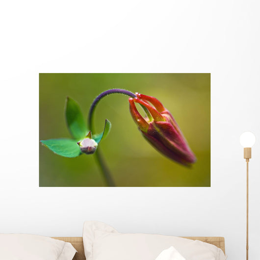 Developing Corolla Columbine Common Wall Decal