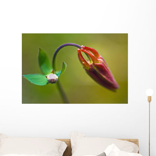 Developing Corolla Columbine Common Wall Decal