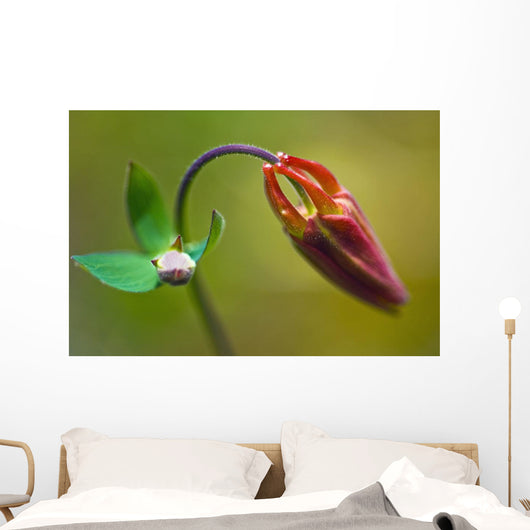 Developing Corolla Columbine Common Wall Decal