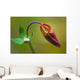 Developing Corolla Columbine Common Wall Decal