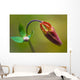 Developing Corolla Columbine Common Wall Decal