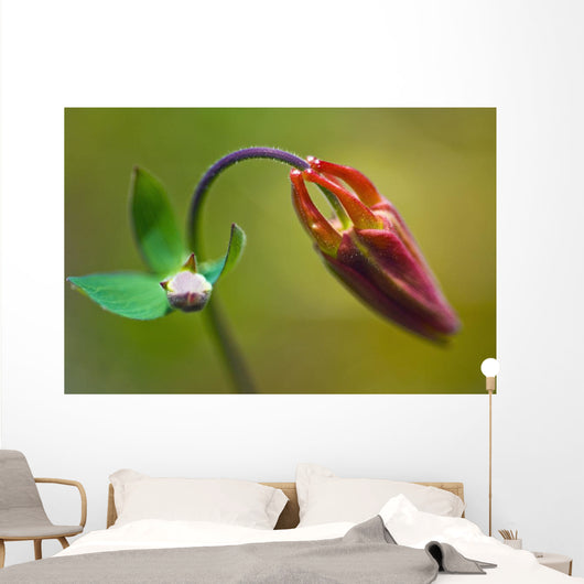 Developing Corolla Columbine Common Wall Decal