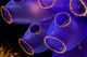 Soft Coral Close-up Indonesia Sulawesi Wall Mural