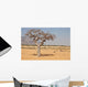 myrrh tree (Commiphora myrrha) Wall Mural