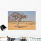 myrrh tree (Commiphora myrrha) Wall Mural