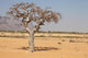 myrrh tree (Commiphora myrrha) Wall Mural