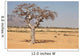 myrrh tree (Commiphora myrrha) Wall Mural