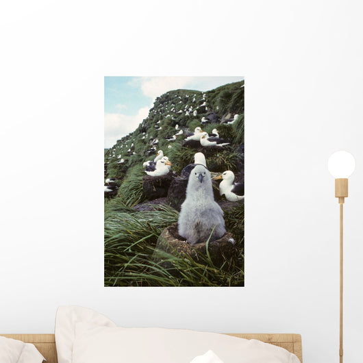 Black-browed Albatross Chick Sitting Wall Decal
