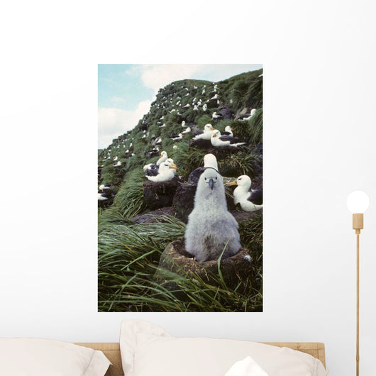 Black-browed Albatross Chick Sitting Wall Decal