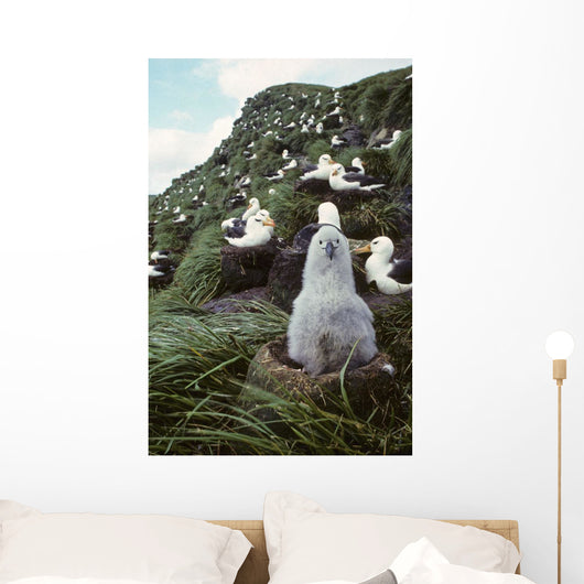 Black-browed Albatross Chick Sitting Wall Decal