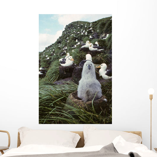 Black-browed Albatross Chick Sitting Wall Decal