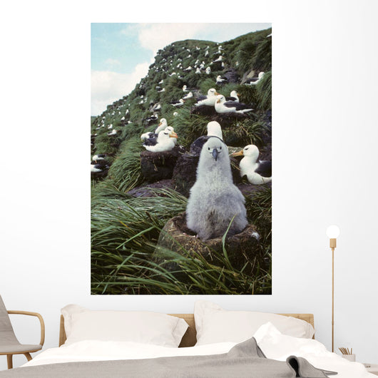 Black-browed Albatross Chick Sitting Wall Decal