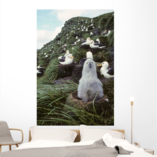 Black-browed Albatross Chick Sitting Wall Decal