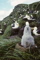 Black-browed Albatross Chick Sitting Wall Decal