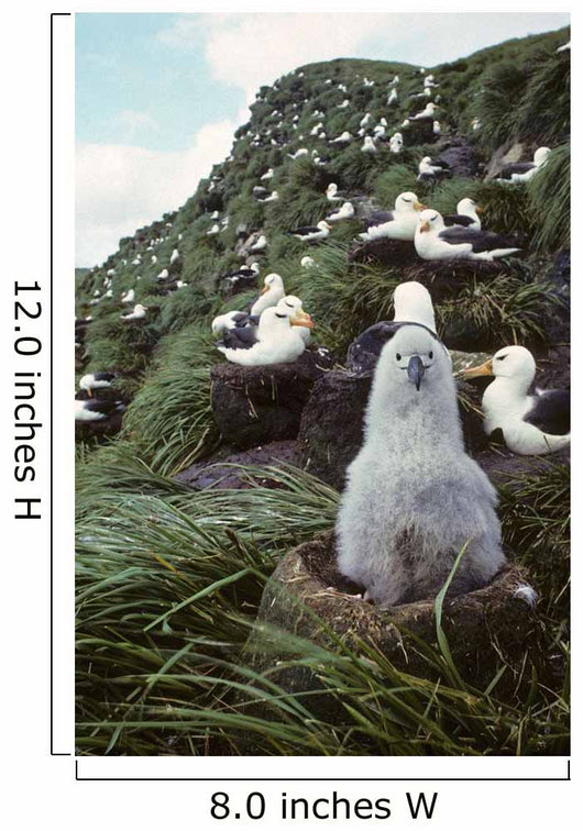 Black-browed Albatross Chick Sitting Wall Decal