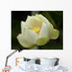Fleurs Lotus Wall Mural