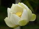 Fleurs Lotus Wall Mural