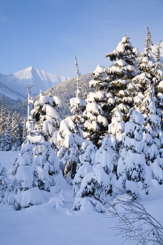 Winter Scenic Snow-covered Spruce Wall Decal