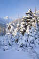 Winter Scenic Snow-covered Spruce Wall Decal