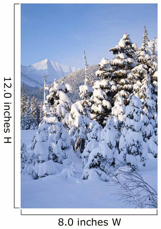 Winter Scenic Snow-covered Spruce Wall Decal