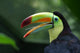 Toucan Profile Wall Mural