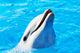 Delfin Wall Mural