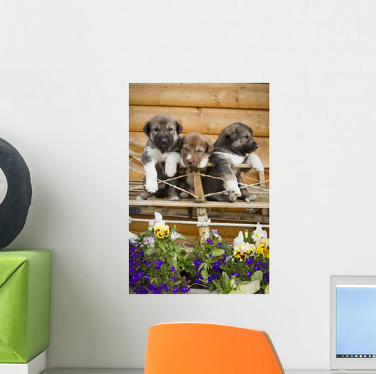 Iditarod Alaskan Husky Puppies Wall Decal Design 2