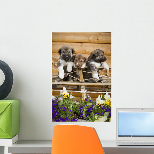 Iditarod Alaskan Husky Puppies Wall Decal Design 2