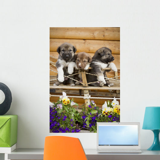 Iditarod Alaskan Husky Puppies Wall Decal Design 2
