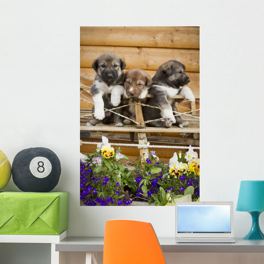 Iditarod Alaskan Husky Puppies Wall Decal Design 2