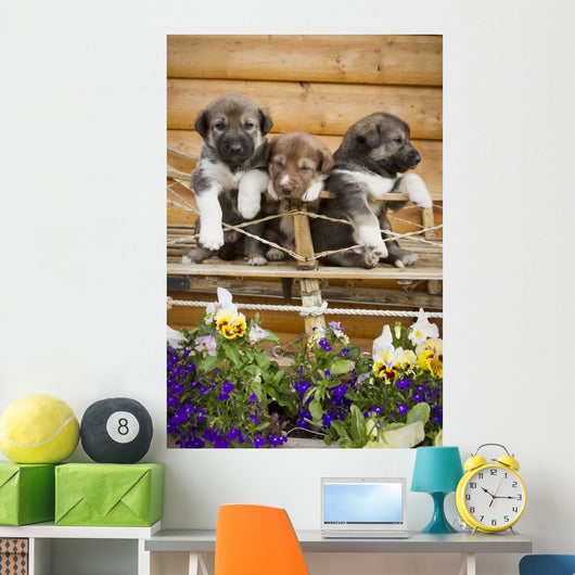 Iditarod Alaskan Husky Puppies Wall Decal Design 2