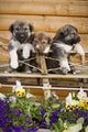 Iditarod Alaskan Husky Puppies Wall Decal Design 2