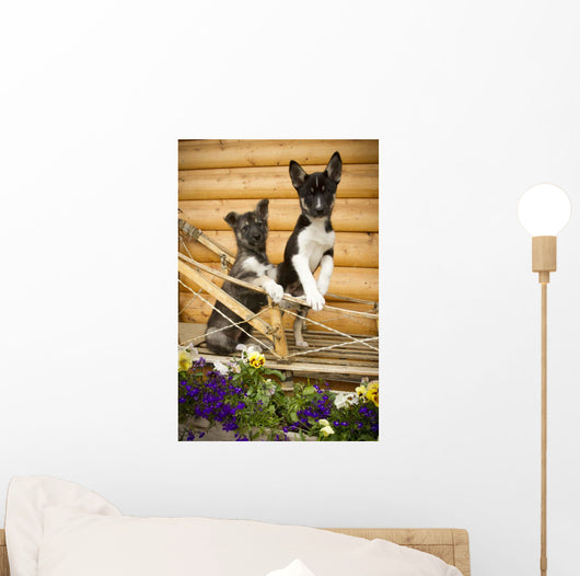 Iditarod Alaskan Husky Puppies Wall Decal Design 1