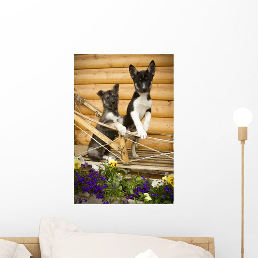 Iditarod Alaskan Husky Puppies Wall Decal Design 1
