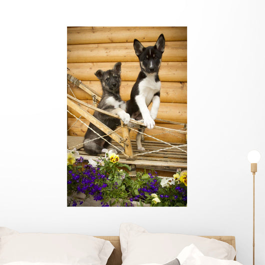 Iditarod Alaskan Husky Puppies Wall Decal Design 1