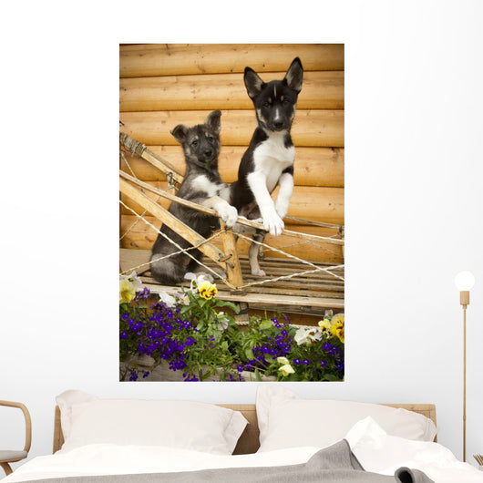 Iditarod Alaskan Husky Puppies Wall Decal Design 1