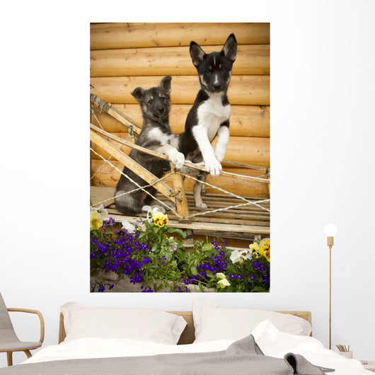 Iditarod Alaskan Husky Puppies Wall Decal Design 1