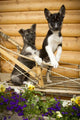 Iditarod Alaskan Husky Puppies Wall Decal Design 1
