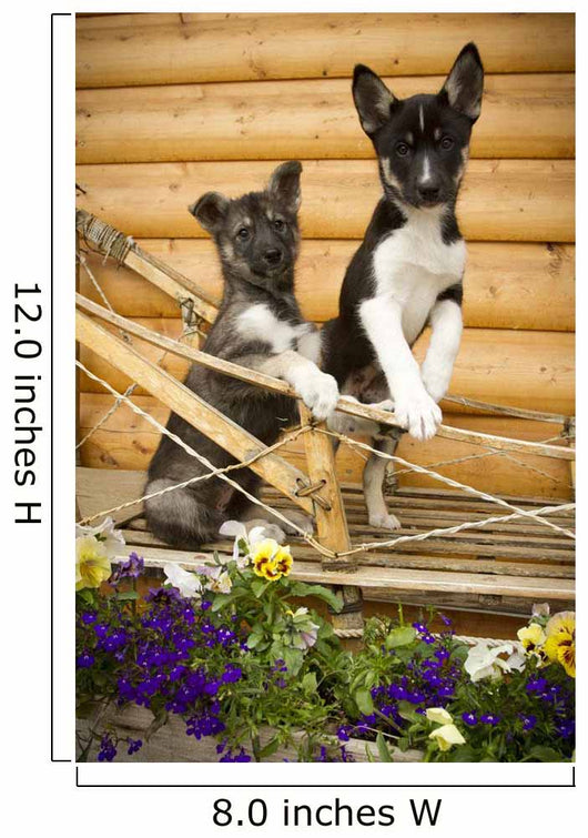 Iditarod Alaskan Husky Puppies Wall Decal Design 1