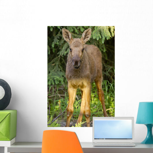 Up O Moose Calf Wall Decal